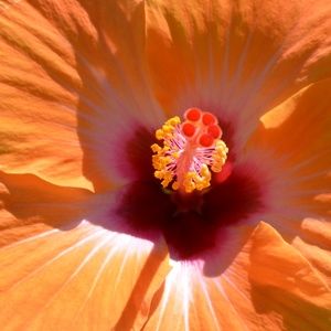 Meet your Posher, Nina